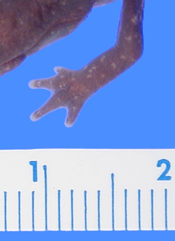 Media type: image; Herpetology A-89458